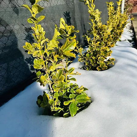 даутев връх بيت ضيافة *