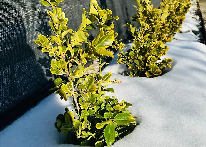 даутев връх Πανσιόν *